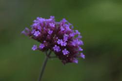 Verbena Bonariensis Verbena Bonariensis