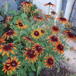 Sonnenhut Rudbeckia Herbstwald Sonnenhut Rudbeckia Herbstwald
