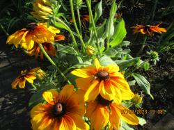 Rudbeckia gelb/bräunlich Rudbeckia gelb/bräunlich