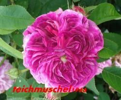 Rosa gallica 'Charles de Mills' Rosa gallica 'Charles de Mills'