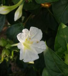 Wunderblume,weiß Wunderblume,weiß