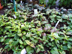 Fuchsien in Sorten Fuchsien in Sorten