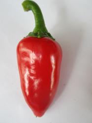Peperoni Peperoni