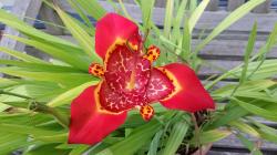 Tigerblume Tigerblume
