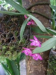 Orchidee Orchidee