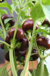Verschiedene Chili´s - 5x 10 Samen Verschiedene Chili´s - 5x 10 Samen