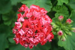 Rosenpelargonie Rosenpelargonie