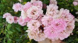 Kletterrose Super Fairy?? Kletterrose Super Fairy??