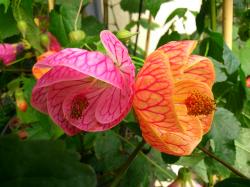 Schönmalve Abutilon 10 Samen Schönmalve Abutilon 10 Samen