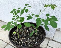 Moringa Moringa