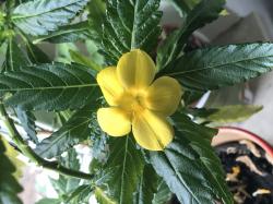 Damiana Damiana