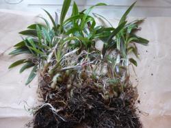 Ledebouria socialis Ledebouria socialis