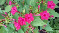 Mirabilis Mirabilis