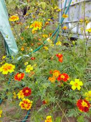Studentenblume Studentenblume