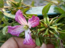 Clematis Montana Rubens Clematis Montana Rubens