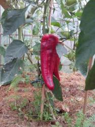 Paprika Pantos Paprika Pantos