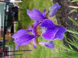 Wiesen-Iris - Iris sibirica Wiesen-Iris - Iris sibirica