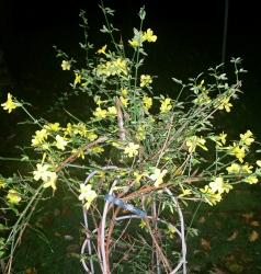 Winterjasmin Winterjasmin