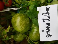 Grüne Zebra Tomate Grüne Zebra Tomate