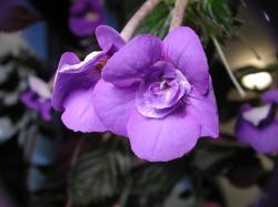 Achimenes Illya Melnik Achimenes Illya Melnik