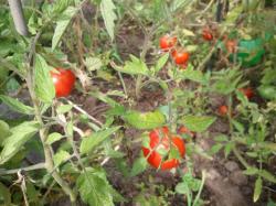 Haubners Vollendung Alte Tomatensorte Haubners Vollendung Alte Tomatensorte