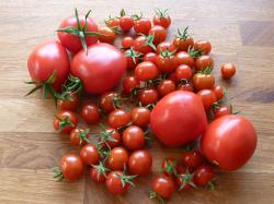 Wildtomate Texas Wild Cherry Wildtomate Texas Wild Cherry