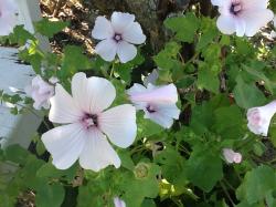 Bechermalve "Dwarf White Rose Stripe"" Bechermalve "Dwarf White Rose Stripe""