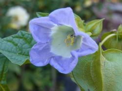 Blaue Lampionblume / Giftbeere "Z" Blaue Lampionblume / Giftbeere "Z"