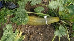 Zucchini Genovese Zucchini Genovese