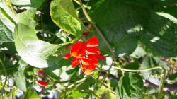 Samen: Feuerbohne / Prunkbohne Samen: Feuerbohne / Prunkbohne