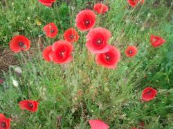 Echter Klatschmohn - Wildbienennahrung Echter Klatschmohn - Wildbienennahrung