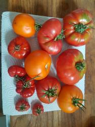 Fleischtomaten Mix 5 x 1 Fleischtomaten Mix 5 x 1