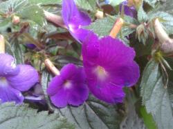 Achimenes.Deep.Purple+Zugabe Achimenes.Deep.Purple+Zugabe