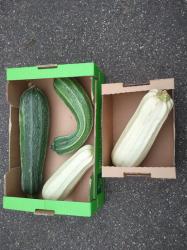 Rumänische Cremefarbige Zucchini Rumänische Cremefarbige Zucchini