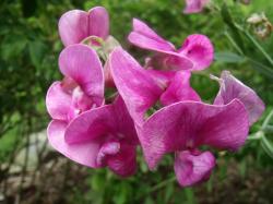 Bauern/Stauden Wicke rosa-pink Bauern/Stauden Wicke rosa-pink