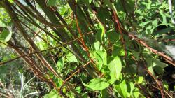 FO Tieng Fallopia multiflorum FO Tieng Fallopia multiflorum