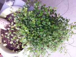 Mühlnenbeckia Mühlnenbeckia
