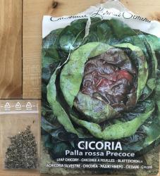 Cicoria Palla rossa Precoce, Radicchio Cicoria Palla rossa Precoce, Radicchio