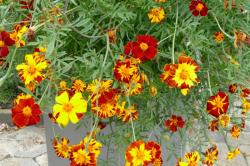 Linné - Tagetes Linné - Tagetes