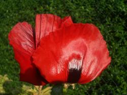 Staudenmohn Dunkelrot s.Foto Staudenmohn Dunkelrot s.Foto