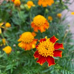 Studentenblume Studentenblume