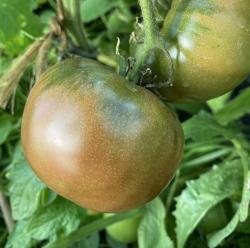 Tomate - Tschernij Prinz Tomate - Tschernij Prinz