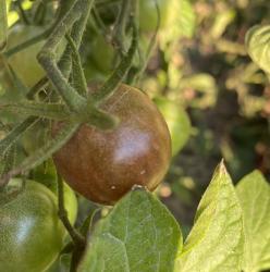 Tomate - Black Cherry Tomate - Black Cherry