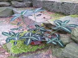 Ruellia makoyana Ruellia makoyana