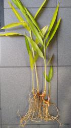 Kleiner Galgant, Galangal Kleiner Galgant, Galangal