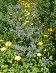 Ringelblumen Ringelblumen