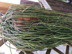 Rhipsalis floccosa - Rarität Rhipsalis floccosa - Rarität