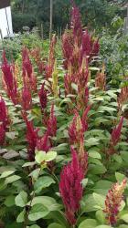 Popp-Amaranth Alegria Popp-Amaranth Alegria