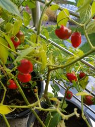 Rocoto red Rocoto red