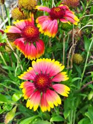 Kokardenblume Saatgut Kokardenblume Saatgut